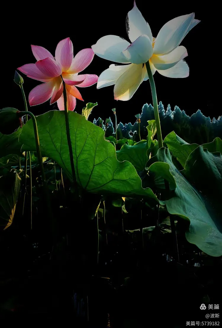 【愿做菩萨那朵莲】